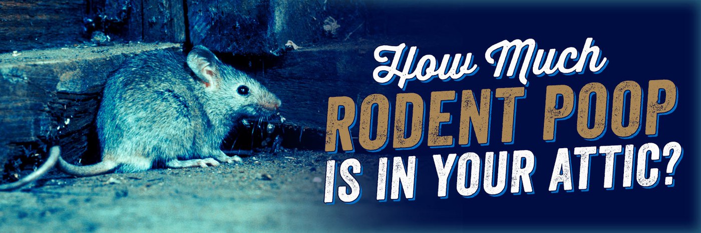 How Much Rodent Poop is in Your Attic?